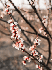 내가 죽으면 매화나무 아래에