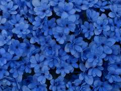 寤寐不忘, 오매불망