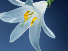 해를 쫓아가고 싶었던 달