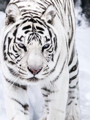 [아카탄] 겨울 호랑이