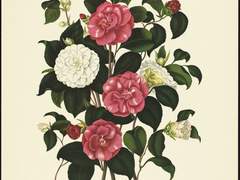 [키타히나카게] 비단설화 三十六