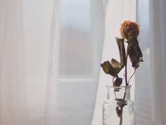 To. 지오반니 앨리슨