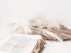 To. 이브 P. 제머나이