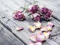 노란 꿈/임수진/필사/이도은