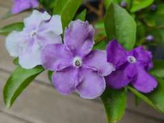 [하이큐!!][쿠로켄] 君の 花の 名前を 知っていたから。