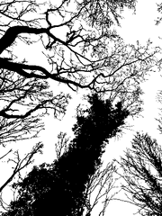 COC 시나리오 배포