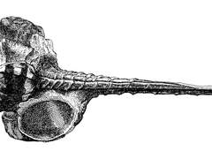 마태오의 기록 1