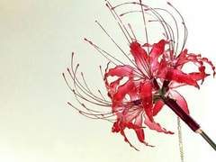 달에 피는 꽃 05