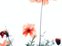 To. 바바라 블링크