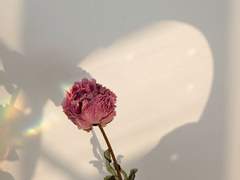 꽃은 얼어도 꽃이다/이도은