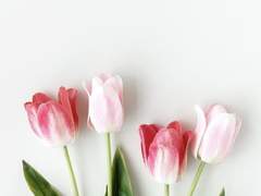 [단편] 봄의 속성 上