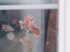 이 감정이 사랑임을 알고 있었으니