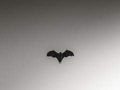 [DC] 뱃가의 박쥐
