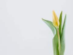 Re. 이브 P. 제머나이