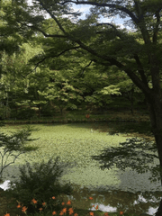 쿠로다이, 테루다이 단편