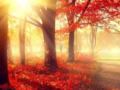 세헤레 플로렌스