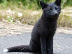 검은 여우와 숲속의 아저씨