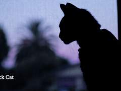 [세리시마] The Black Cat