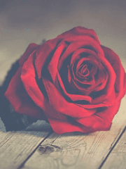 그 천사는 누가 죽였는가