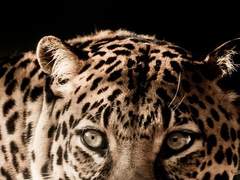 애송아, 긴장 단단히 하는게 좋을거다.