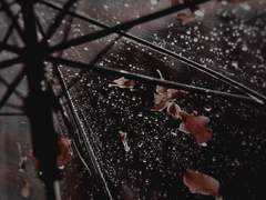 가을비가 내린다