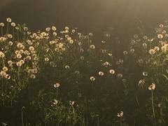 그저 익어가고 있다