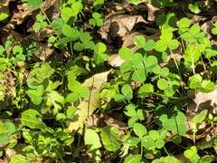 [hellow neighbor 2기.]