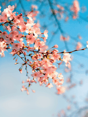 歌仙兼定 관련 단편