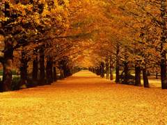 Olivia R. Frances / XX