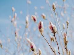 봄은 거짓말을 하지 않아