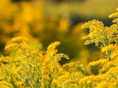 행복을 나눠주고 싶은 소녀