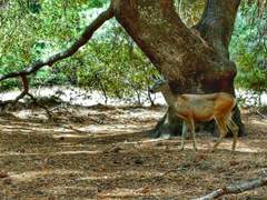 미국의 피톤치드! 요세미티국립공원!
