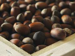 알파벳의 첫 글자는 개암나무를 보았다.