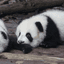 판다