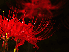 Un mauvais voyage avec Zorua!