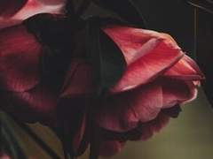 [사극풍] 유해 (遺骸)