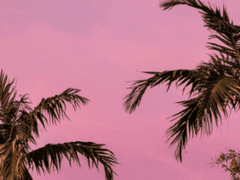 열대 몬순 기후 (4)