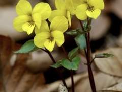 당신에게 선물하는 노란 제비꽃