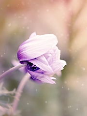 Anemone(아네모네)