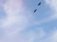 [보쿠아카] 비익조(比翼鳥)