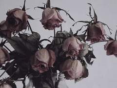 보통의 보통의 보통