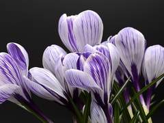 [α-1] 보라색 크로커스