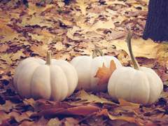 율리안 일리아스 • 5 • xx