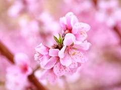 복숭아꽃 애기씨