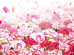 하이큐/드림 시간의 꽃다발