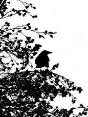 까마귀가 울자, 신부가 떨어졌네