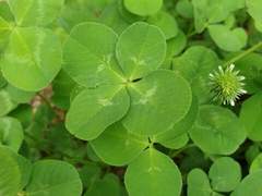 아무도 모르는 기적/이도은