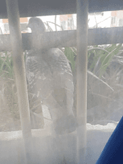 괴도 비팡의 사망 사유