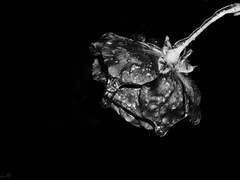 Red and Black, or Gold?