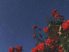 데이 / 26 / 상사화 화인 / XX